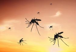 Внимание! Лихорадка Западного Нила!