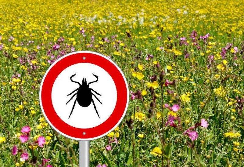 Готовимся к приходу клещей 2024